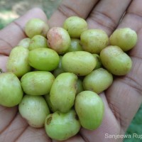 Syzygium cumini (L.) Skeels